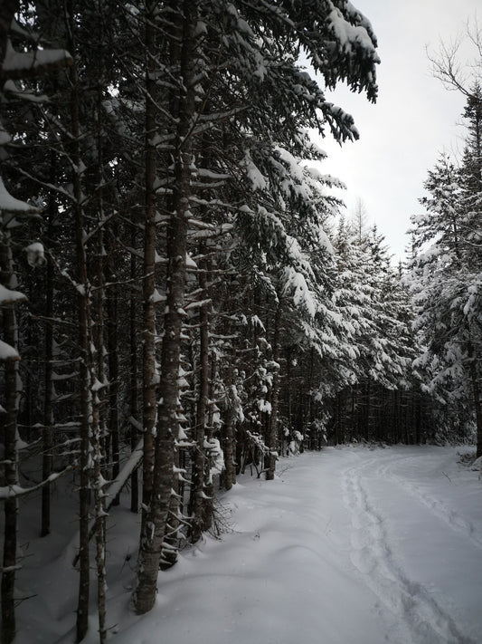 Chapter 15: Mid-Winter Update